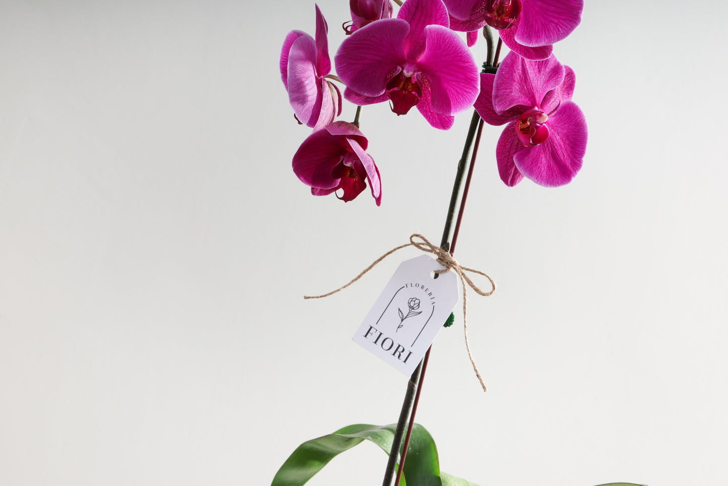 ORQUÍDEAS