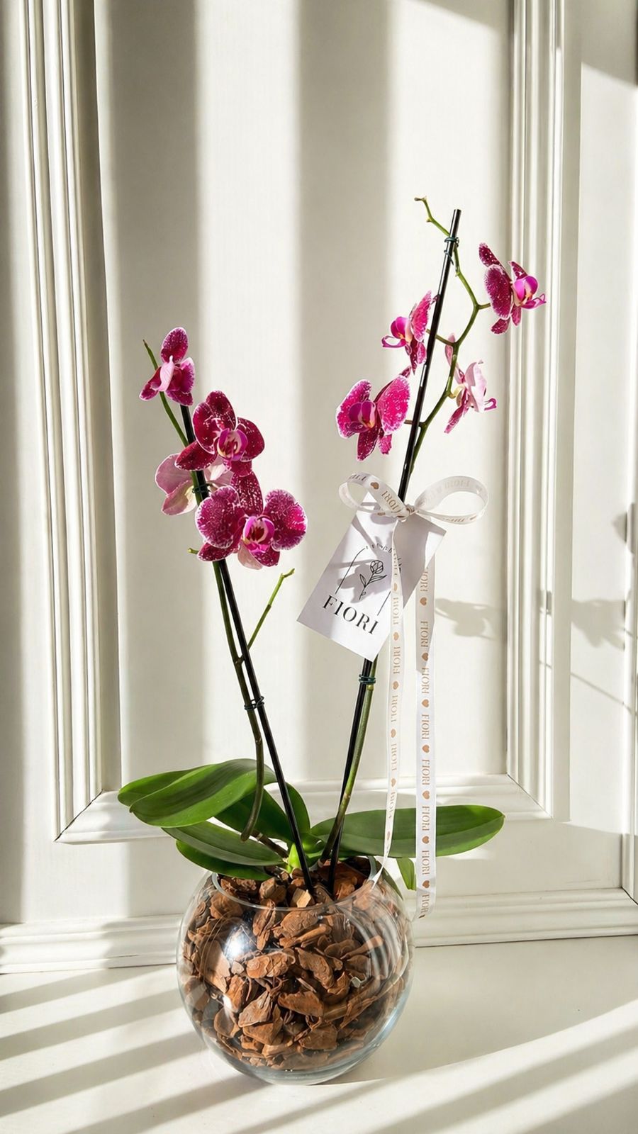 ORQUÍDEAS