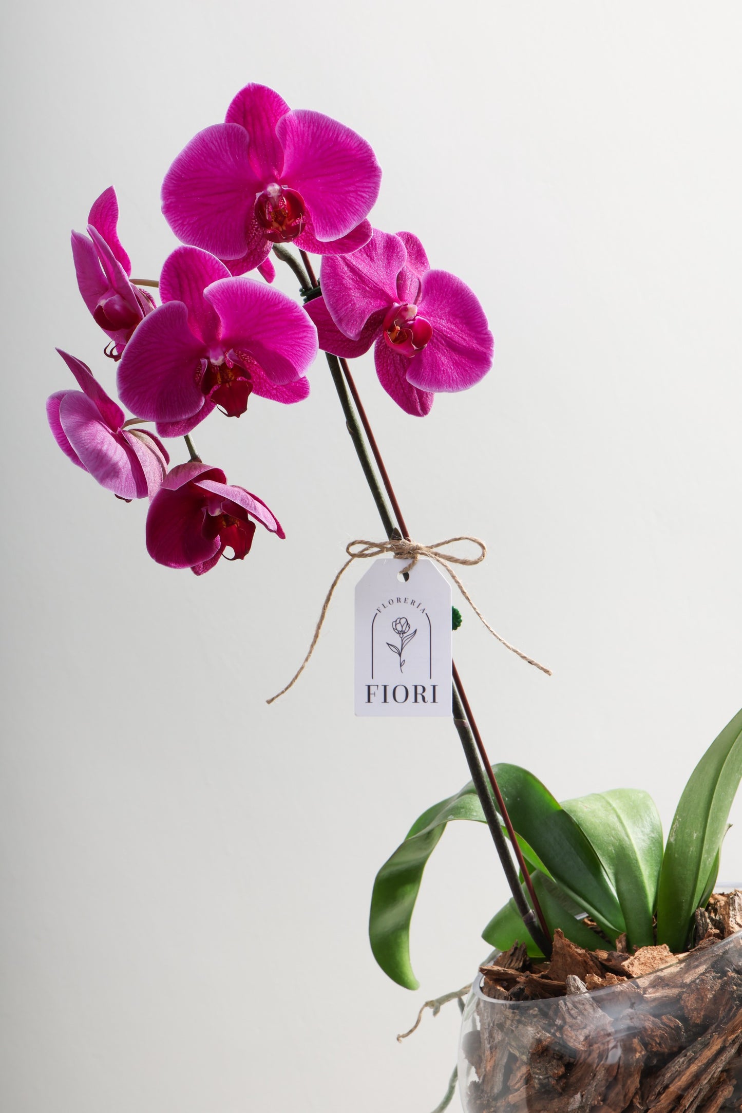 ORQUÍDEAS