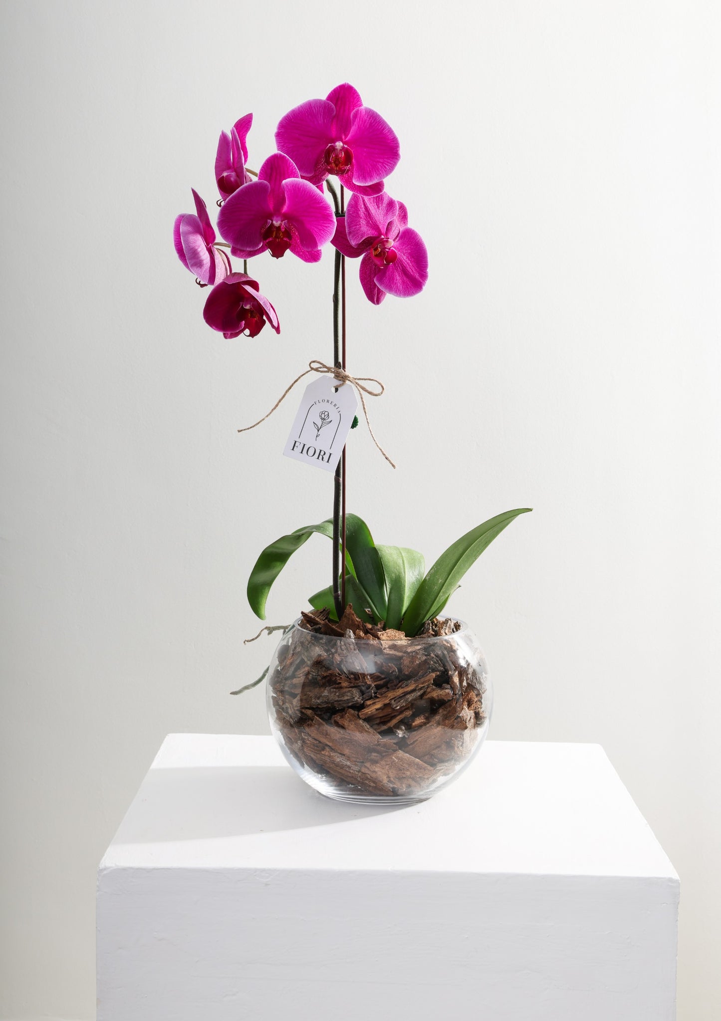 ORQUÍDEAS