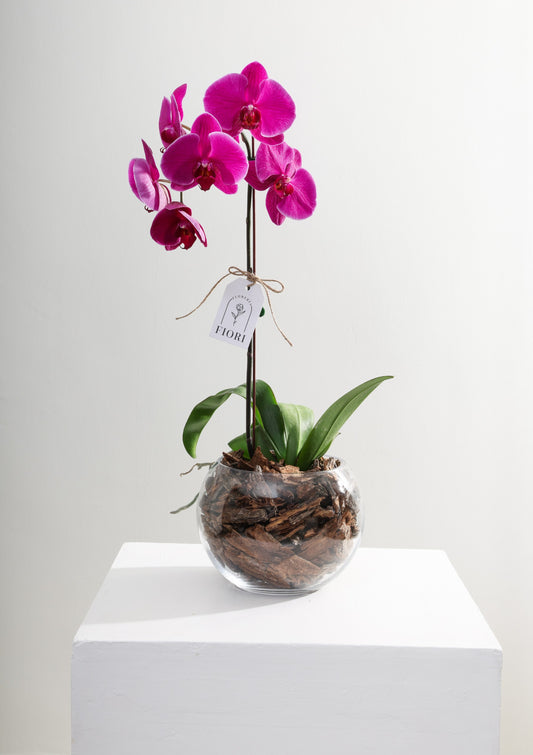 ORQUÍDEAS